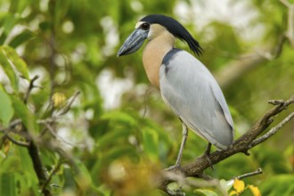 Boat-billed Heron Cochlearius cochlerius San Blas, Nayarit, Mexico 7 June Adult Ardeidae