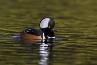 Hooded Merganser (Lophodytes cucullatus) male, British Columbia, Canada