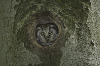 Boreal Owl (Aegolius funereus), Saxony, Germany