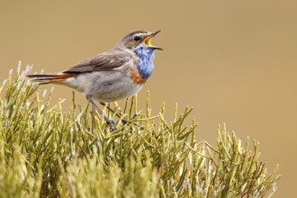 Bluethroat (Luscinia svecica cyanecula) male singing, Castile, Spain