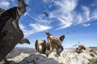 Griffon Vulture (Gyps fulvus) perched on a rock, Aragon, Spain