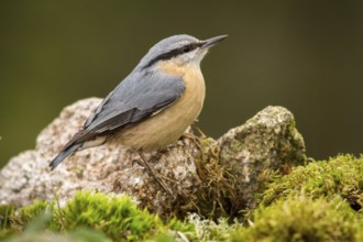 Eurasian Nuthatch (Sitta europaea), perched on a stone, Castilla Leon, Spain