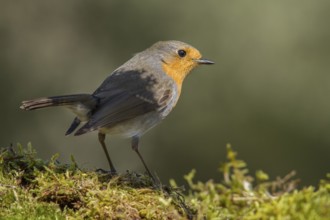 European Robin (erithacus rubecula) perched on moss, Galicia, Spain