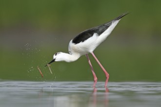 Black-winged Stilt (Himantopus himantopus), Zurich, Switzerland