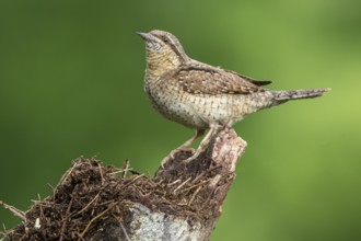 Eurasian wryneck (Jynx torquilla), on tree trunk, Castilla Leon, Spain