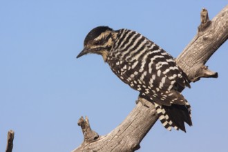 Ladder-backed Woodpecker Picoides scalaris Santa Rita Mountains, Santa Cruz County, Arizona, United