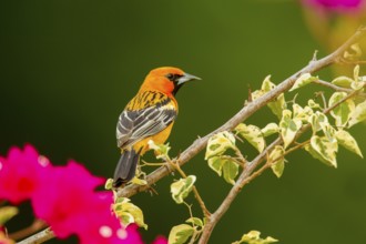 Streak-backed Oriole Icterus pustulatus microstictus El Tuito, Jalisco, Mexico 12 June Adult Male