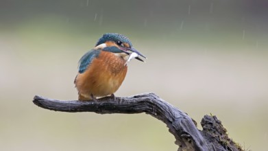 Common Kingfisher (Alcedo atthis) juvenile with fish prey in beak, Saxony-Anhalt, Germany