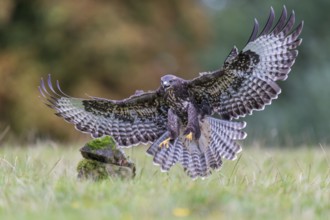 Common Buzzard (Buteo buteo) flying, Lower Saxony, Germany