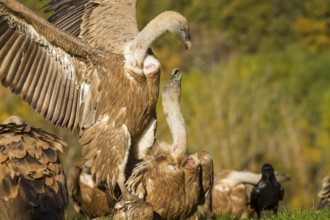 Griffon Vulture (Gyps fulvus), two vultures fighting, Castilla Leon, Spain