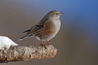 Alpine Accentor (Prunella collaris), Carinthia, Austria