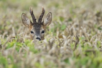 Western Roe Deer (Capreolus capreolus) buck in cornfield, Lower Saxony, Germany