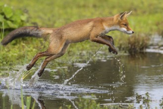 Red Fox (Vulpes vulpes) jumping and hunting in pond, Netherlands