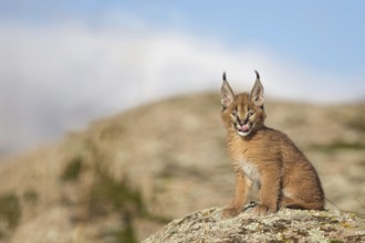Caracal (Caracal caracal) cub sitting on rock licking its jaws, Castile-La Mancha, Spain