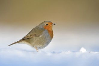 European Robin (Erithacus rubecula) perched on snow, North Rhine-Westphalia, Germany
