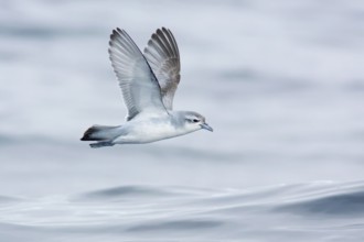 Fairy Prion (Pachyptila turtur) flying, Victoria, Australia