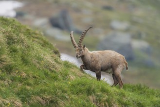 Steinbock in den hohen Tauern