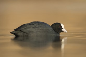Meerkoet laag standpunt, Coot low point of view