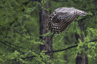 Ural Owl (Strix uralensis yenisseensis) flying, Lake Khuvsgul, Mongolia