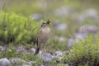 Tawny Pipit (Anthus campestris) carrying insect prey to feed young, Grobnik, Croatia