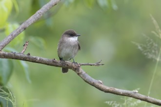 Swamp Flycatcher (Muscicapa aquatica), Spekes Bay, Tanzania
