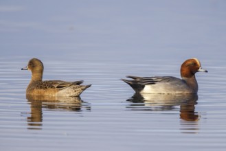 Eurasian Wigeon (Mareca penelope) pair, Netherlands