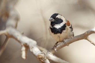 Cape Sparrow (Passer melanurus) male, Namibia