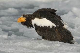 Steller's Sea Eagle (Haliaeetus pelagicus), Hokkaido, Japan