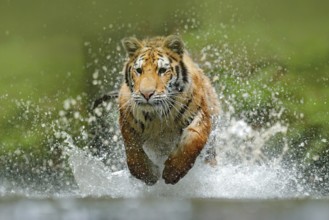 Tiger running in the water. Danger animal, tajga in Russia. Animal in the forest stream. Grey