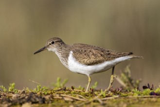 Common Sandpiper (Actitis hypoleucos), North Rhine-Westphalia, Germany