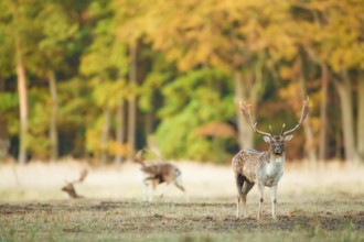 Damhirsche, Dama dama Fallow Deers, Dama dama
