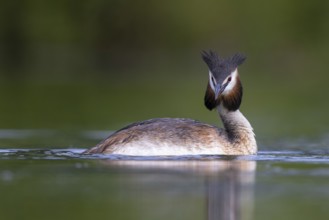 Great Crested Grebe (Podiceps cristatus), North Rhine-Westphalia, Germany