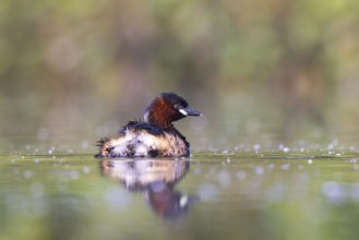 Little Grebe (Tachybaptus ruficollis), North Rhine-Westphalia, Germany