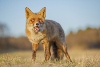 Rotfuchs, Vulpes vulpes Red Foxs, Vulpes vulpes