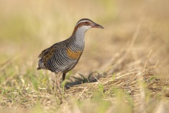 Buff-banded Rail (Gallirallus philippensis) male, Victoria, Australia