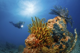Haarsterne, Anneissia bennetti Feather Stars, Anneissia bennetti