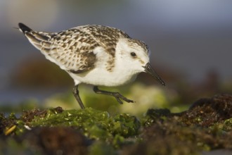 Sanderling (Calidris alba), Isla de Ballestas National Park, Peru