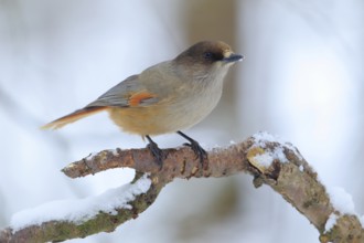 Siberian Jay (Perisoreus infaustus) perched on a branch, Lapland, Finland