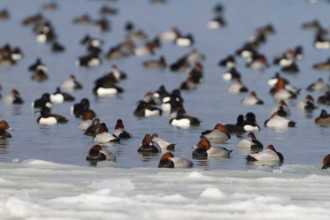 Tufted Duck & Common Pochard (Aythya fuligula & Aythya ferina), Thurgovia, Switzerland, TUDU,