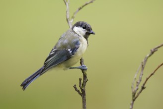 Great Tit (Parus major) juvenile, Berlin, Germany