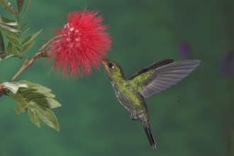 Green-crowned Brilliant (Heliodoxa jacula), Costa Rica