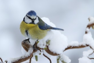 Eurasian Blue Tit (Cyanistes caeruleus), Utrecht, Netherlands