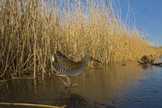 Water Rail (Rallus aquaticus), Cheshire, United Kingdom
