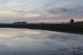 Common Crane (Grus grus), Lower Saxony, Germany