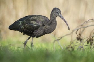 Glossy Ibis (Plegadis falcinellus), Schleswig-Holstein, Germany