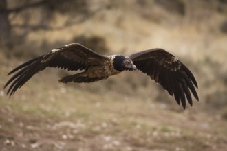 Bearded Vulture (Gypaetus barbatus) flying, Pyrenees, Spain
