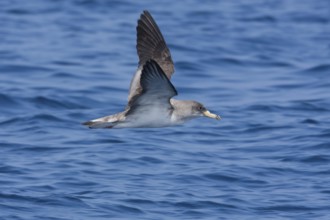 Scopoli's Shearwater (Calonectris diomedea) flying, Mallorca, Spain
