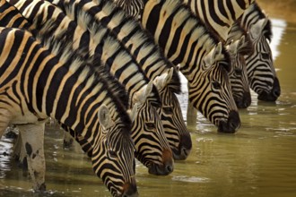 Zebra with blue storm sky with clouds. Burchell's zebra, Equus quagga burchellii, Nxai Pan National
