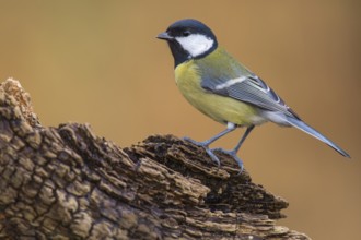 Great Tit (Parus major), Lower Saxony, Germany