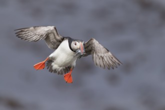 Atlantic Puffin (Fratercula arctica) flying, Iceland